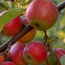 Купить саженцы яблони из питомника в Новосибирске